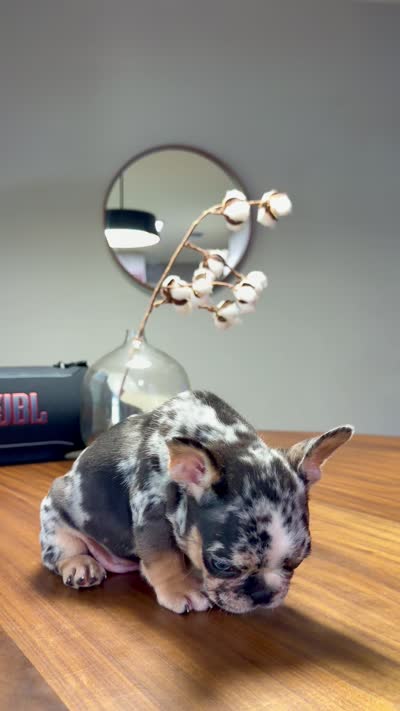 Rex , a male French Bulldog for sale in Orlando, FL – 3 of 3