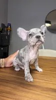 Finn, a male French Bulldog for sale in Orlando, FL – 1 of 5