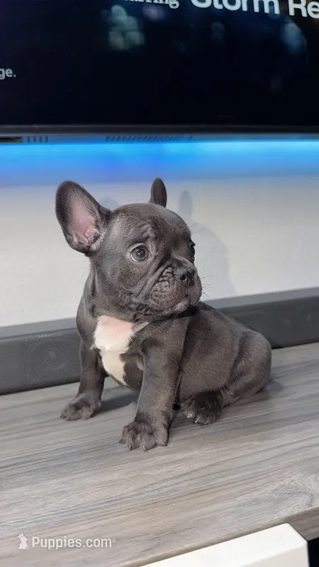 Olive  – French Bulldog puppy for sale in Orlando, FL