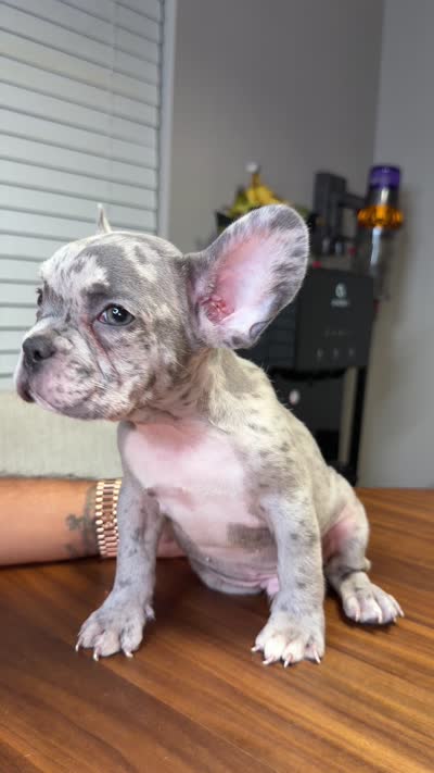 Finn, a male French Bulldog for sale in Orlando, FL – 3 of 5