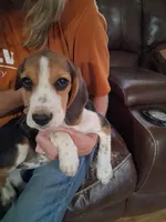 Basil F#1, a female Beagle for sale in Alamosa, CO – Photo 1 of 8