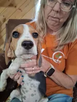 Basil F#1, a female Beagle for sale in Alamosa, CO – Photo 6 of 8