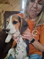 Basil F#1, a female Beagle for sale in Alamosa, CO – Photo 2 of 8