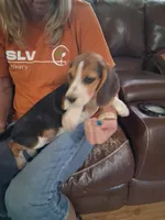 Basil F#1, a female Beagle for sale in Alamosa, CO – Photo 3 of 8