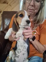 Basil F#1, a female Beagle for sale in Alamosa, CO – Photo 5 of 8