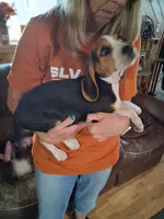 Basil F#1, a female Beagle for sale in Alamosa, CO – Photo 4 of 8