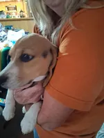 Molly F #4, a female Beagle for sale in Alamosa, CO – Photo 5 of 7