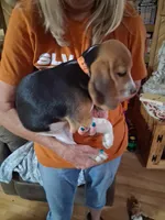 Molly F #4, a female Beagle for sale in Alamosa, CO – Photo 2 of 7