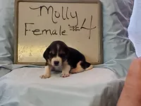Molly F #4, a female Beagle for sale in Alamosa, CO – Photo 6 of 7