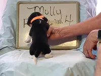 Molly F #4, a female Beagle for sale in Alamosa, CO – Photo 7 of 7