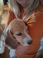 Molly F #4, a female Beagle for sale in Alamosa, CO – Photo 3 of 7