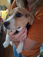 Molly F #4, a female Beagle for sale in Alamosa, CO – Photo 4 of 7