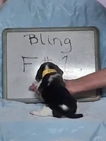Bling female #1, a female Beagle for sale in Alamosa, CO – 2 of 4
