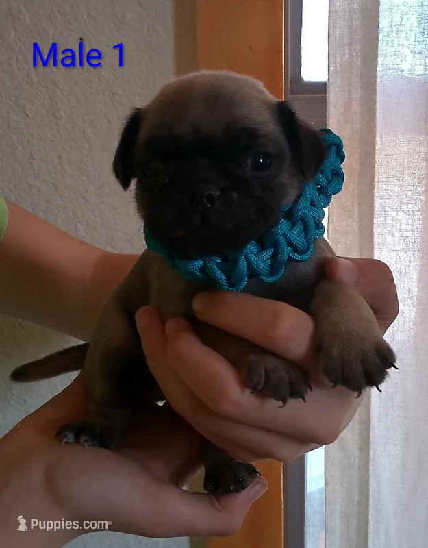 Male #1HOLD – Pug puppy for sale in Alamosa, CO