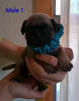 Male #1HOLD, a male Pug for sale in Alamosa, CO – 1 of 1