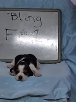 Bling female #1, a female Beagle for sale in Alamosa, CO – 1 of 4