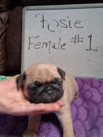 ROSIE FEMALE #1, a female Pug for sale in Alamosa, CO – Photo 5 of 10