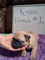 ROSIE FEMALE #1, a female Pug for sale in Alamosa, CO – Photo 6 of 10