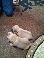 ROSIE FEMALE #1, a female Pug for sale in Alamosa, CO – Photo 9 of 10