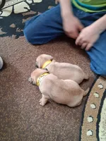 ROSIE FEMALE #1, a female Pug for sale in Alamosa, CO – Photo 10 of 10