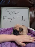 ROSIE FEMALE #1, a female Pug for sale in Alamosa, CO – Photo 1 of 10