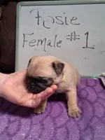 ROSIE FEMALE #1, a female Pug for sale in Alamosa, CO – Photo 4 of 10