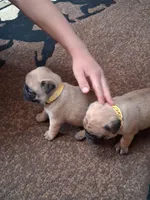 ROSIE FEMALE #1, a female Pug for sale in Alamosa, CO – Photo 3 of 10