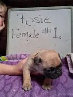 ROSIE FEMALE #1, a female Pug for sale in Alamosa, CO – Photo 7 of 10