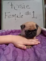ROSIE FEMALE #1, a female Pug for sale in Alamosa, CO – Photo 2 of 10