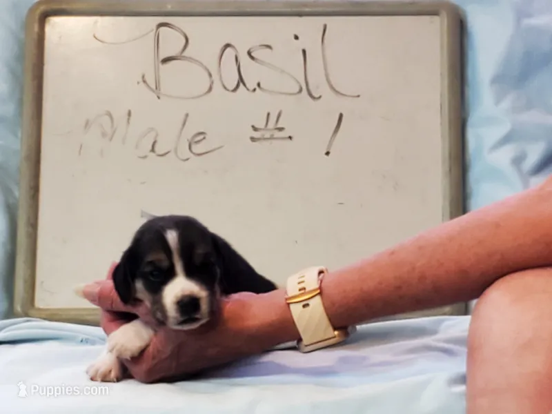 Basil Male #1, a male Beagle for sale in Alamosa, CO – Photo 1 of 3