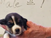 Basil Male #1, a male Beagle for sale in Alamosa, CO – Photo 2 of 3