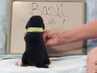 Basil Male #1, a male Beagle for sale in Alamosa, CO – Photo 3 of 3