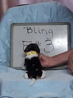 Bling female #3, a female Beagle for sale in Alamosa, CO – 3 of 3