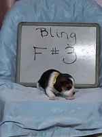 Bling female #3, a female Beagle for sale in Alamosa, CO – 2 of 3