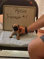 ROSIE FEMALE#1, a female Pug for sale in Alamosa, CO – Photo 4 of 4