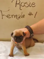 ROSIE FEMALE#1, a female Pug for sale in Alamosa, CO – Photo 1 of 4