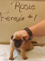 ROSIE FEMALE#1, a female Pug for sale in Alamosa, CO – Photo 3 of 4