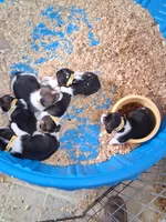 Bling female #1, a female Beagle for sale in Alamosa, CO – 3 of 4