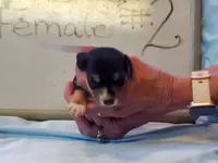 Basil F#2, a female Beagle for sale in Alamosa, CO – Photo 4 of 6