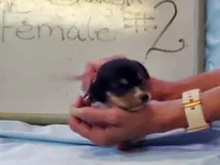 Basil F#2, a female Beagle for sale in Alamosa, CO – Photo 6 of 6