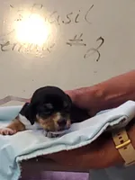 Basil F#2, a female Beagle for sale in Alamosa, CO – Photo 2 of 6