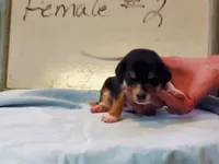 Basil F#2, a female Beagle for sale in Alamosa, CO – Photo 3 of 6