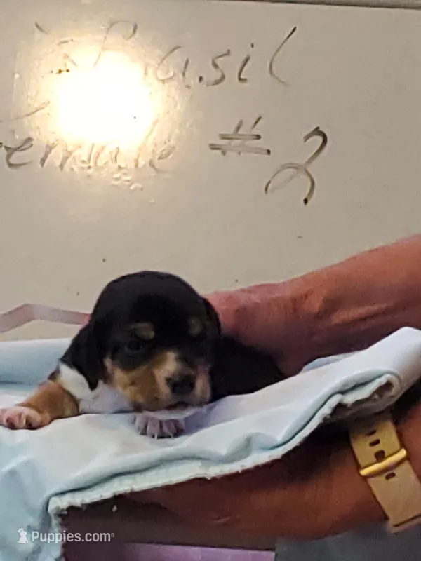 Basil F#2, a female Beagle for sale in Alamosa, CO – Photo 1 of 6