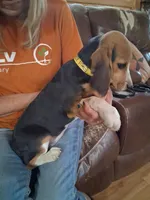 Basil F#3, a female Beagle for sale in Alamosa, CO – Photo 1 of 4
