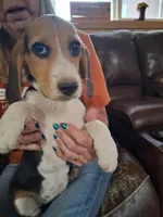 Basil F#3, a female Beagle for sale in Alamosa, CO – Photo 2 of 4