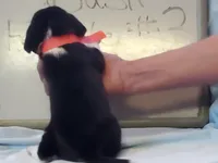 Basil F#3, a female Beagle for sale in Alamosa, CO – Photo 4 of 4