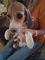 Basil F#3, a female Beagle for sale in Alamosa, CO – Photo 3 of 4