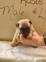 ROSIE MALE #4, a male Pug for sale in Alamosa, CO – Photo 2 of 2
