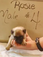 ROSIE MALE #4, a male Pug for sale in Alamosa, CO – Photo 1 of 2
