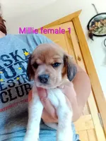 Millie chocolate female, a female Beagle for sale in Alamosa, CO – 3 of 4